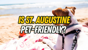Is St. Augustine Pet-Friendly? Real Estate & Lifestyle …