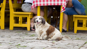 Dog relaxing at an outdoor café in St. Augustine, Florida