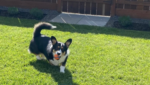 Dog running in a fenced backyard of a single-family home in St. Augustine