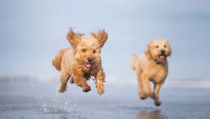 Dog running on Vilano Beach 