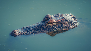 Close-up of an alligator partially submerged in water in St. Augustine, Florida