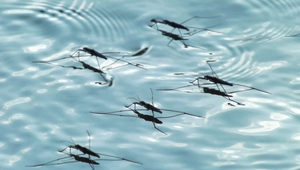 Mosquitoes in St. Augustine Florida