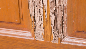 Severe termite damage on wooden door frame in a Florida home