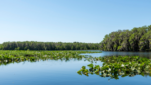 Peaceful Florida lake with lily pads and forested shoreline near St. Augustine, ideal for freshwater recreation