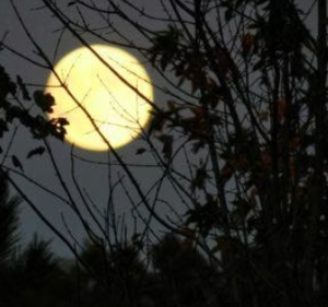 Moonlight Hike at GTM Reserve | Nighttime Nature Walk in Ponte Vedra Beach