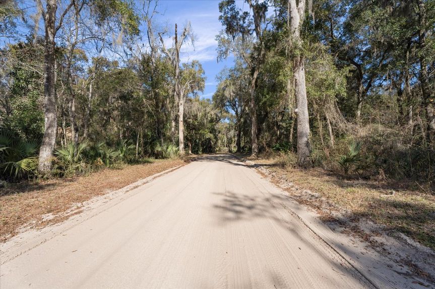 Straight view down Pine Island Road in Ponte Vedra, flanked by towering Live Oaks draped in Spanish moss, creating a natural canopy.