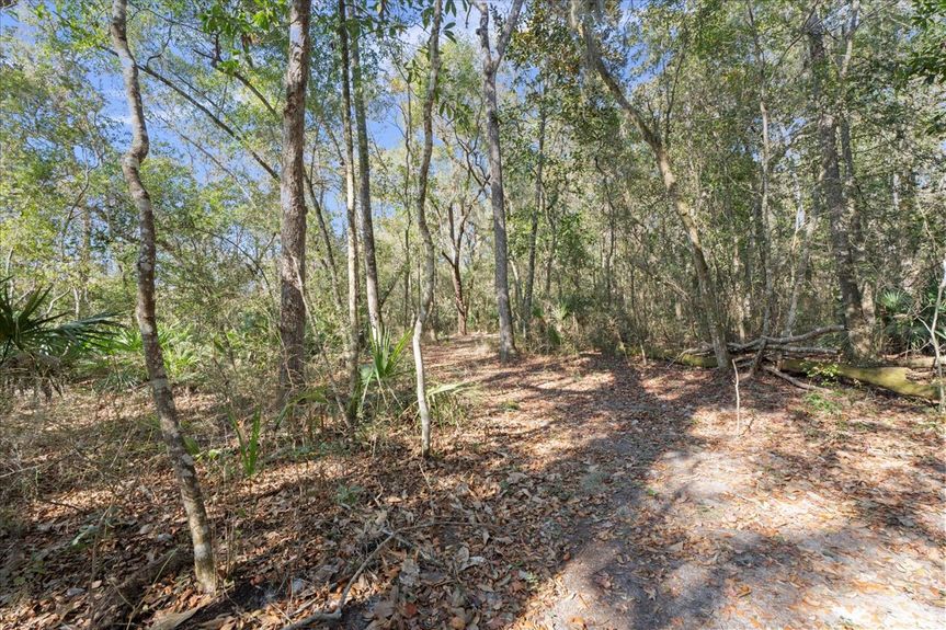 Interior view of a property off Pine Island Road showing a cleared walking path winding through tall hardwoods and native foliage.