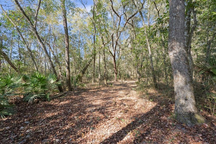 Sunlit clearing inside a dense forest on Pine Island Road, showing open space ready for a foundation or site planning.
