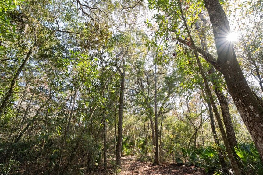 Looking up at the sky through a canopy of ancient Oak trees and Spanish moss on a Pine Island Road property in Ponte Vedra.