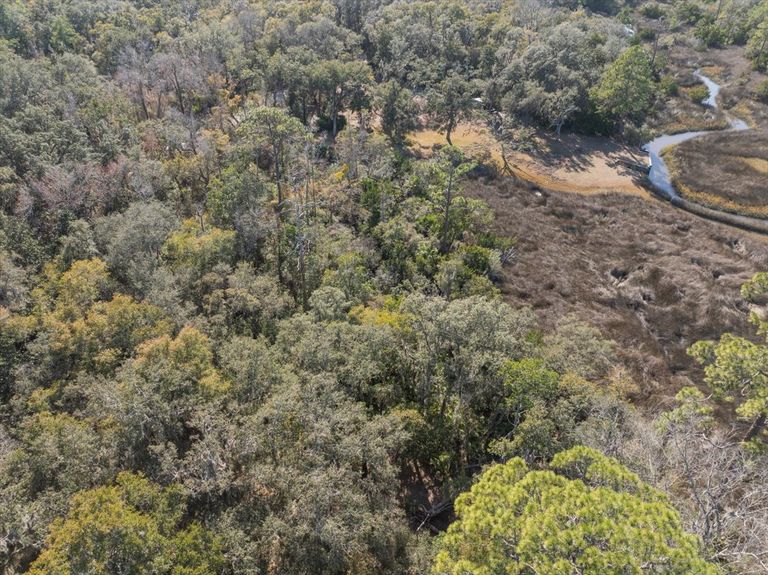 Close-up aerial view of the property edge where tall pines meet the marsh, creating a natural privacy barrier for a potential backyard.