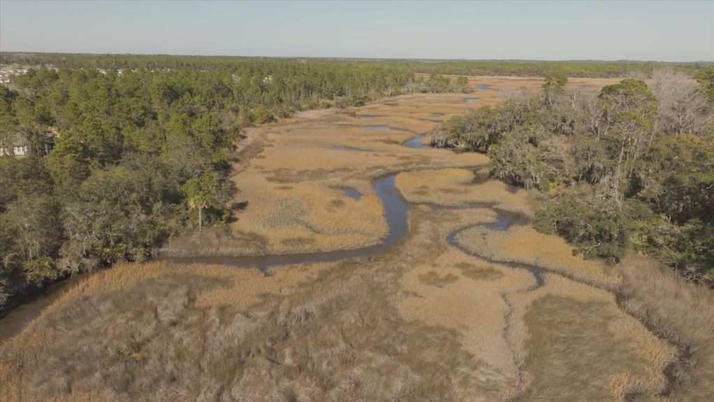Wide panoramic drone shot of the golden salt marsh and winding tidal creek adjacent to the pine forests of Ponte Vedra, FL.