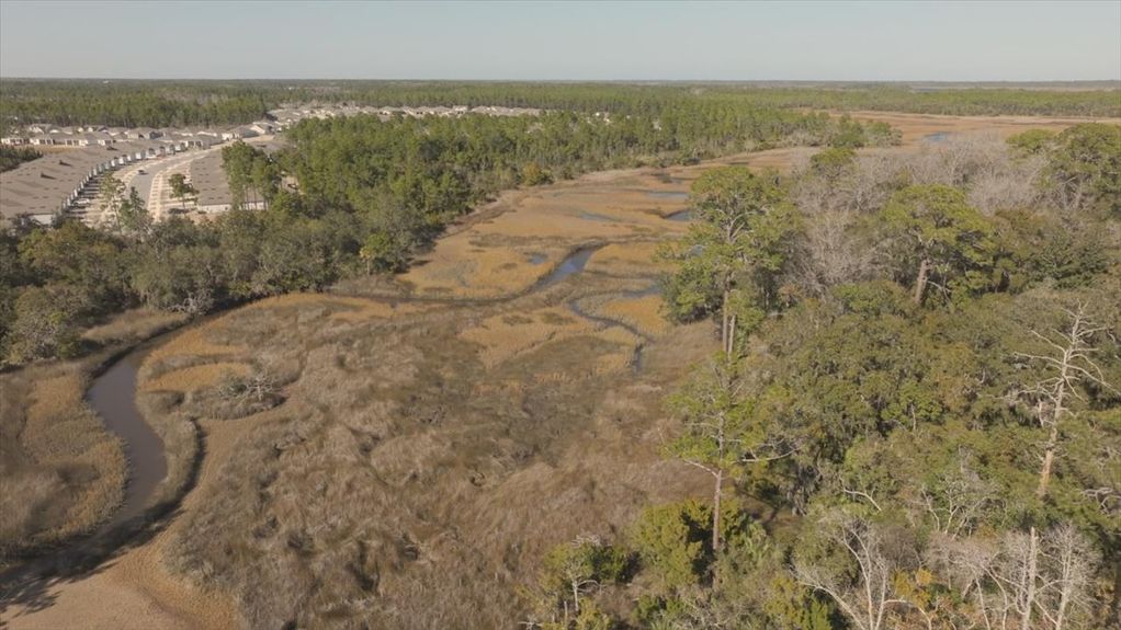 Low-altitude aerial shot of the salt marsh grasses and creek, with a backdrop of distant residential estates and pine trees.