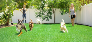 Dogs playing and running around backyard in daytime