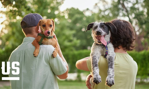 Pet Owners: Features That Quietly Add Value To Your Home