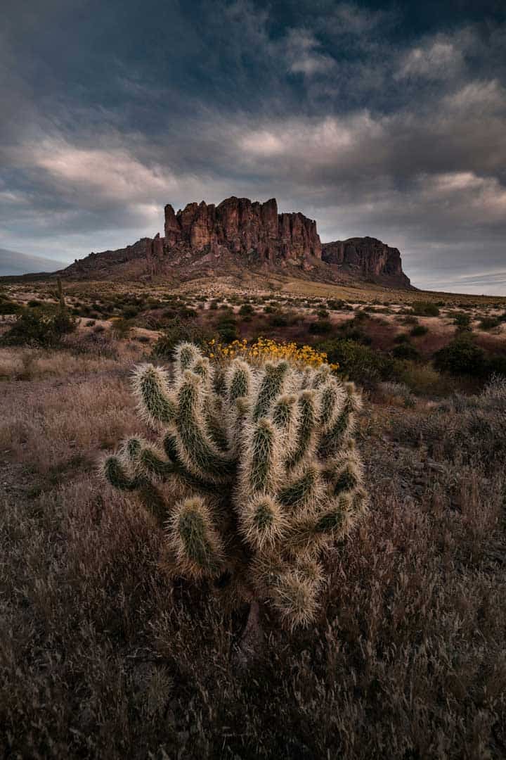 image shows a cactus in the foreground and a mountain range in the background