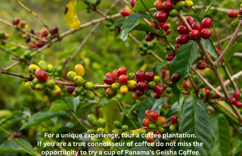 Panama coffee
