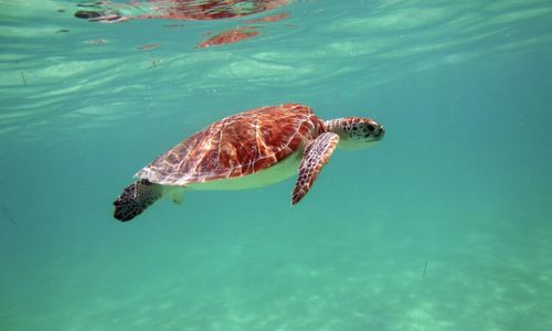 The 11 Best Places to See Sea Turtles in F…