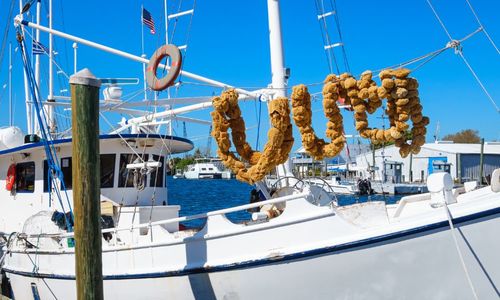 Tips for Taking a Day Trip to Tarpon Sprin…