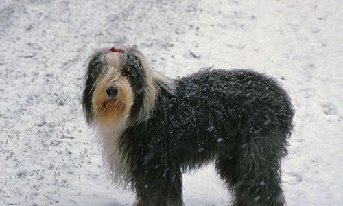 Rare Orlando Freeze Alert (Jan 31–Feb 2, 2026): What Homeowners …