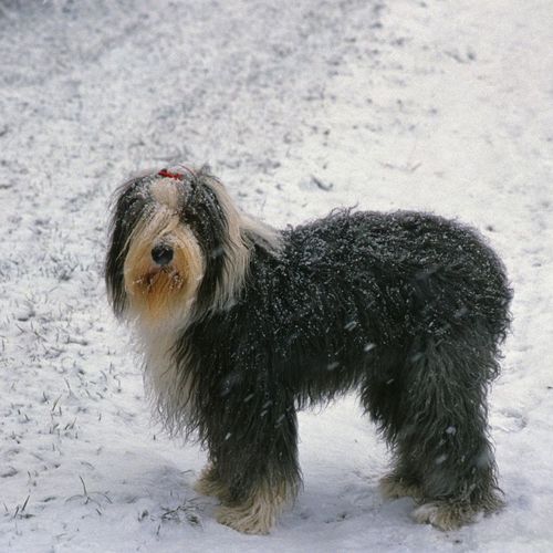 Rare Orlando Freeze Alert (Jan 31–Feb 2, 2026): What Homeowners & Vacation Home Owners Should Do