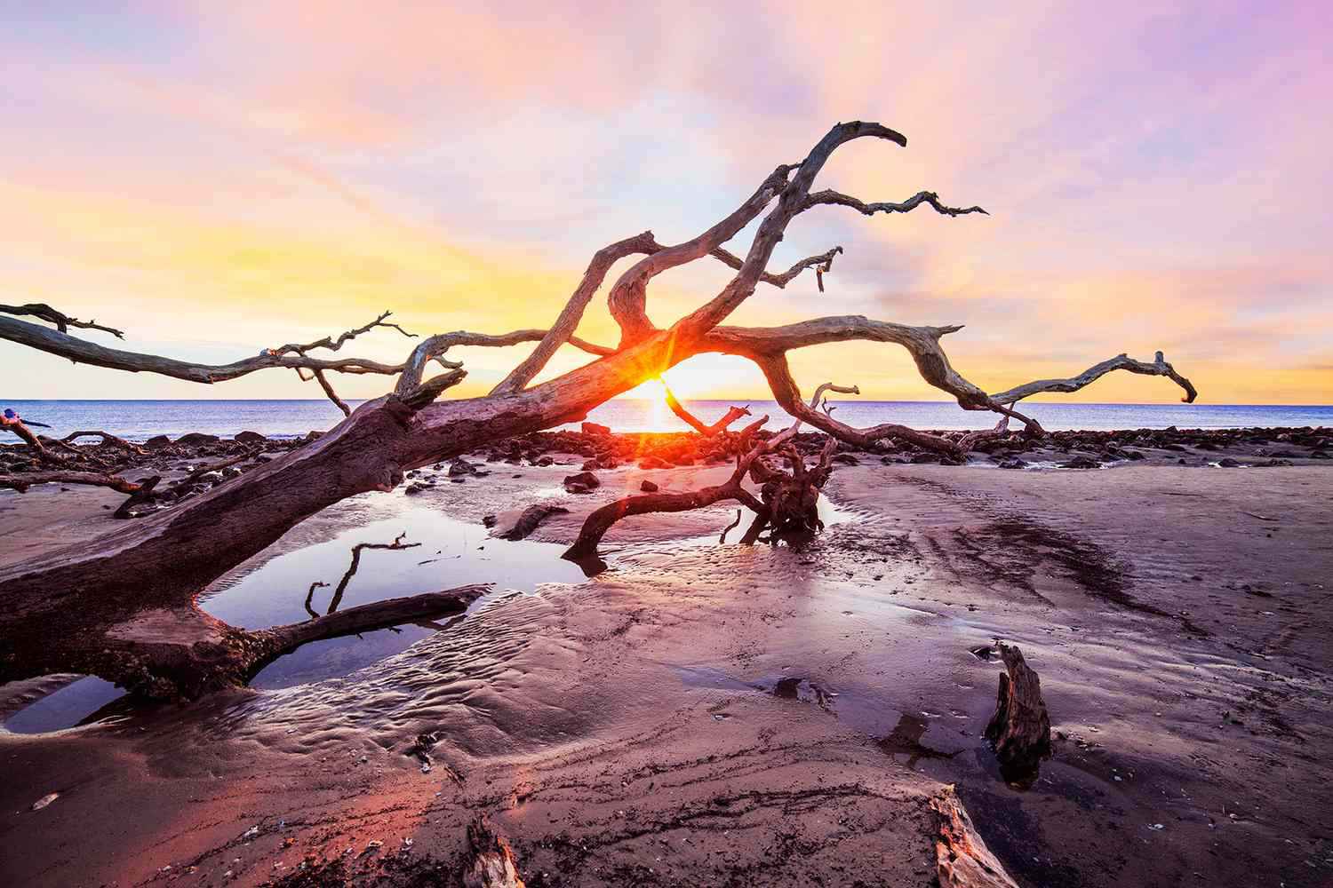 jekyll-island-driftwood