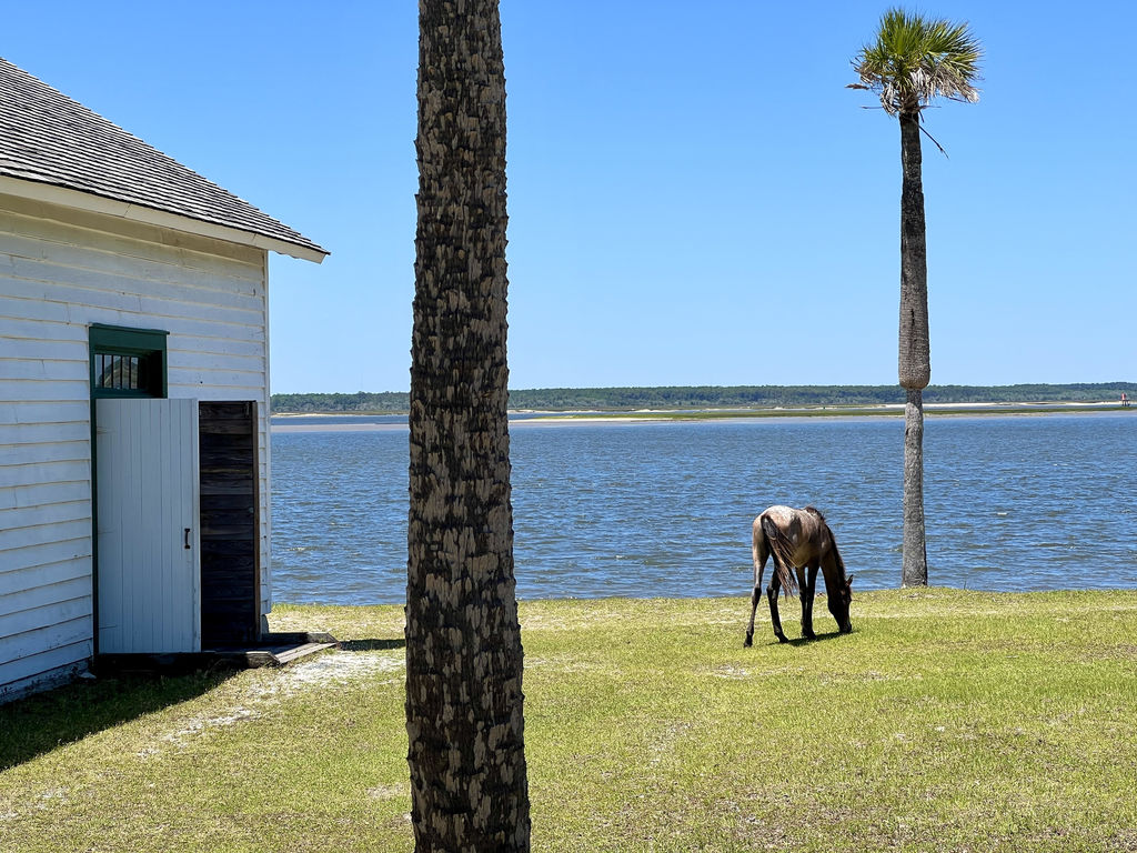 Atlantic Salt Realty Cumberland Island Horses