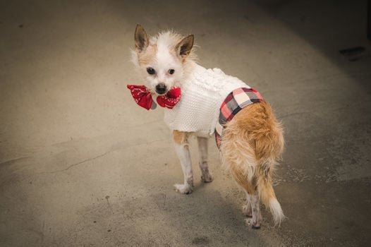 Kaminsky REG (11-21-25) Christmas Party