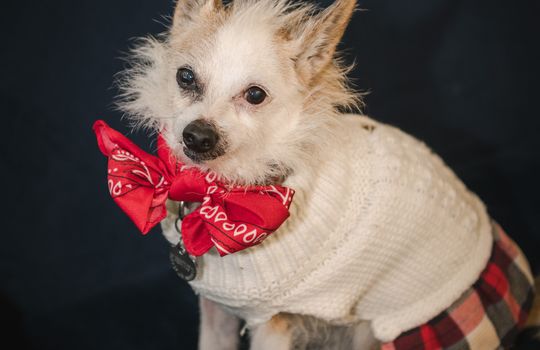 Kaminsky REG (11-21-25) Christmas Party