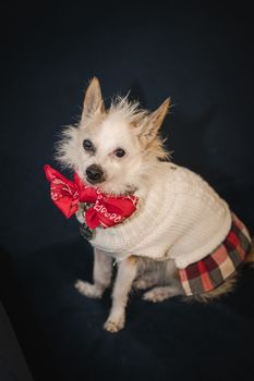 Kaminsky REG (11-21-25) Christmas Party