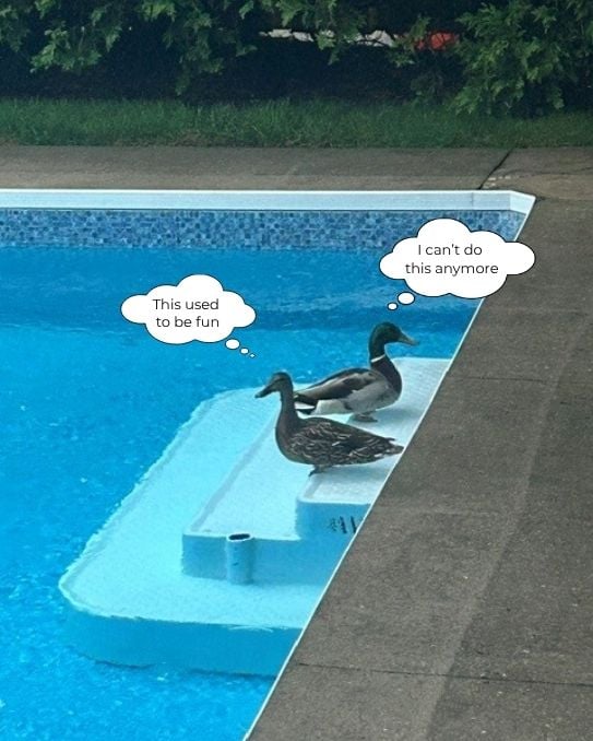 Duck-Dialogue