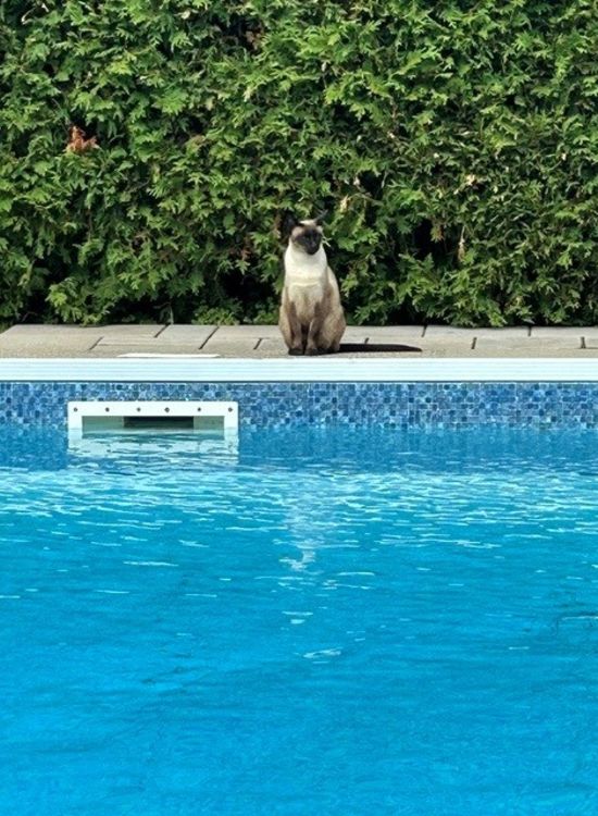Pool Cat