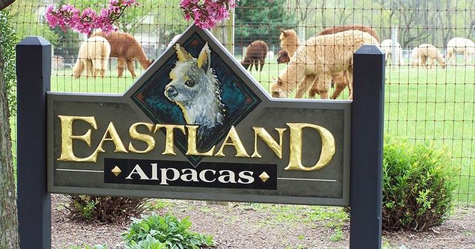 EastlandAlpacas_MainPhoto0-4006cd545056a36_4006ce19-5056-a36a-094dfd06b4b220cf_91852798b59be8b28fc00edfe4aec23a