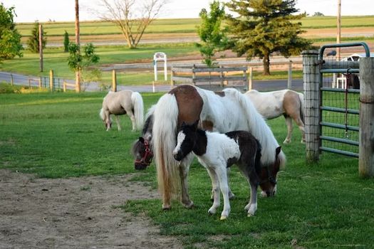 pony