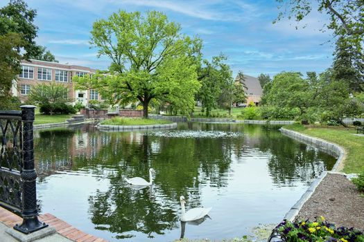 swans-on-campus-1200x800