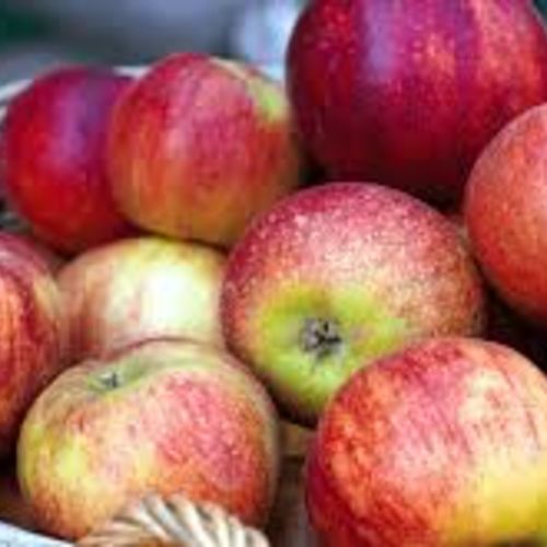 Discover the charm of apple picking