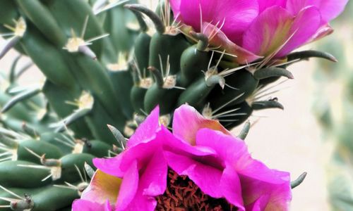 Spring time in the 505