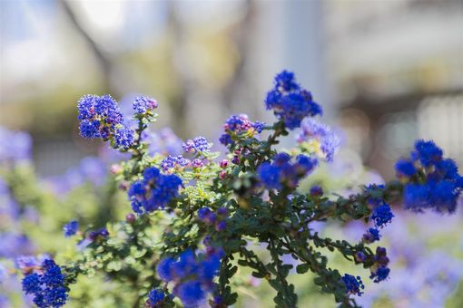 MLS 1116 Cowper St Berkeley058