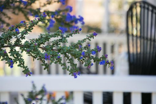 MLS 1116 Cowper St Berkeley059