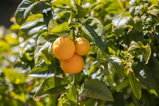 MLS 1116 Cowper St Berkeley062