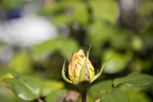 MLS 1116 Cowper St Berkeley063