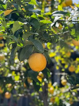 MLS 4411 Meadowbrook Dr Richmond037