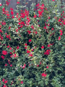 MLS 4411 Meadowbrook Dr Richmond038