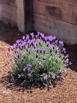 MLS 4411 Meadowbrook Dr Richmond039