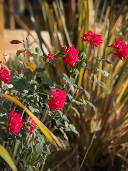 MLS 6741 Snake Rd Oakland076