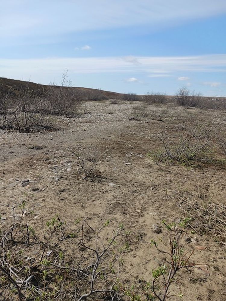 Open area along Solomon River (1)
