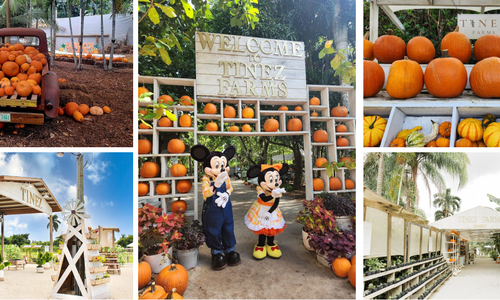 Insider Insight: Tinez Farms – Miami’s Rustic Pumpkin …