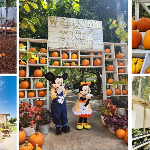 Insider Insight: Tinez Farms – Miami’s Rustic Pumpkin Patch