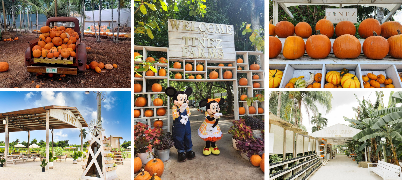 Tinez Farms Miami