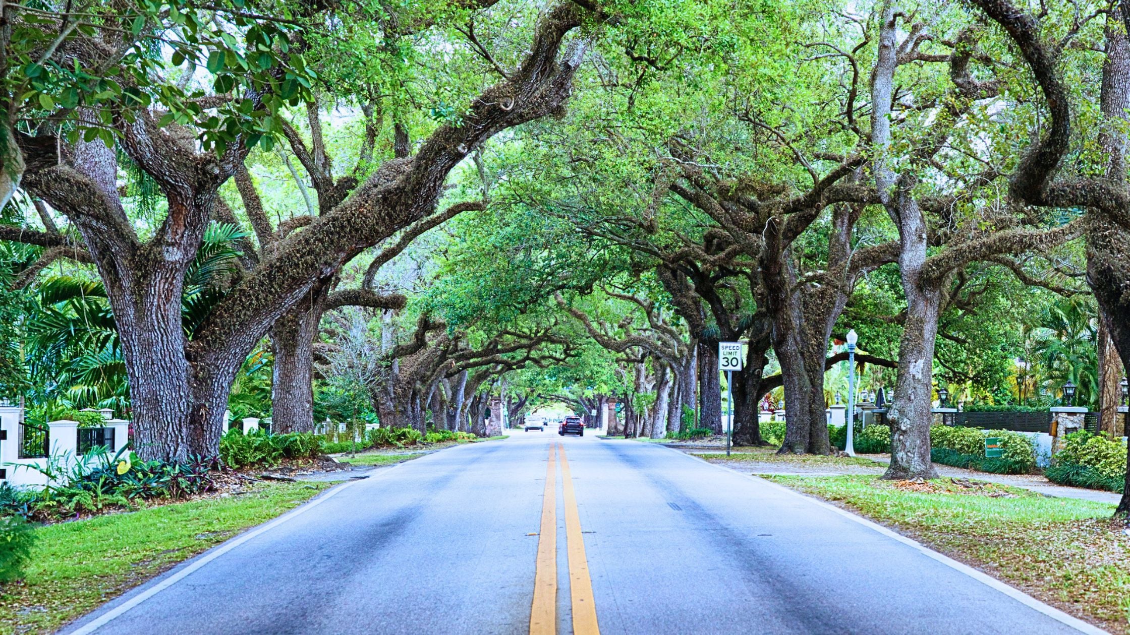 Tree-lined residential street in Coral Gables, Miami, with Mediterranean Revival home and banyan canopy