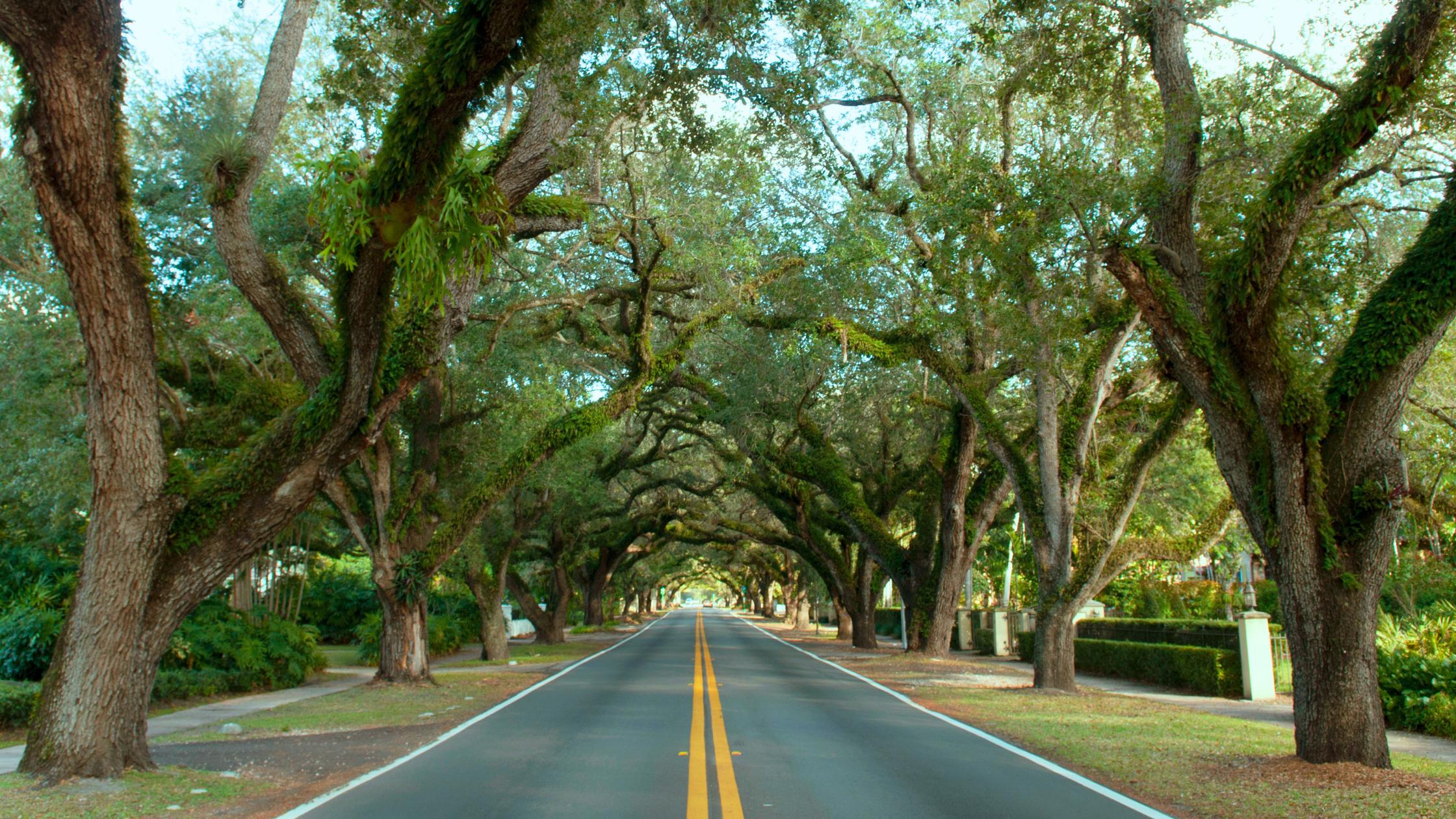 Tree-canopied diagonal street in The Roads Miami with 1920s Mediterranean Revival homes visible behind the canopy.
